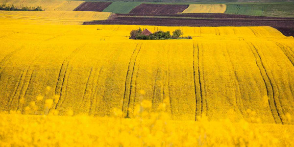 Delimitaciones en Terrenos agrícolas